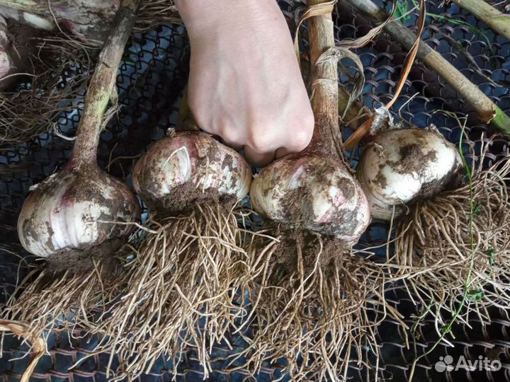 Чеснок сортовой крупный