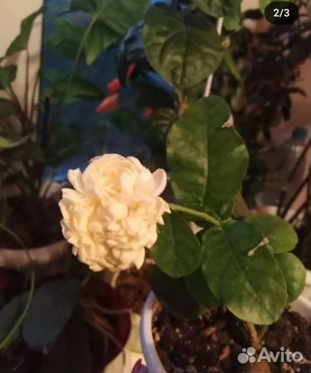 Комнатные растения