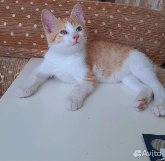 Рыжий котенок в добрые руки бесплатно