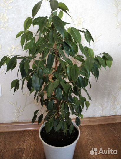 Фикус Бенджамина