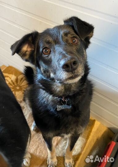 Собака в добрые руки