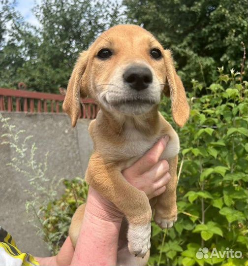 Щенок ждет хозяев