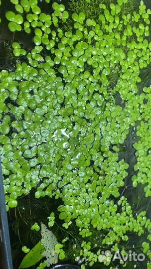 Растения мхи креветки