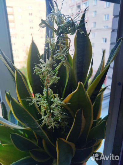 Сансевиерия футура суперба