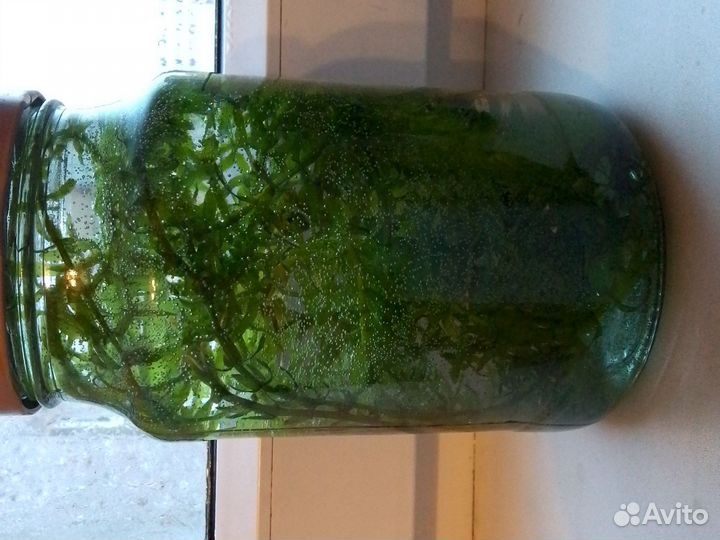 Аквариумные водоросли