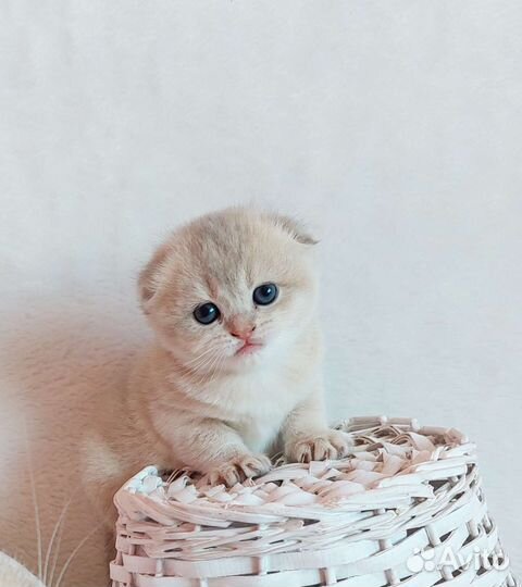 Шотландская девочка