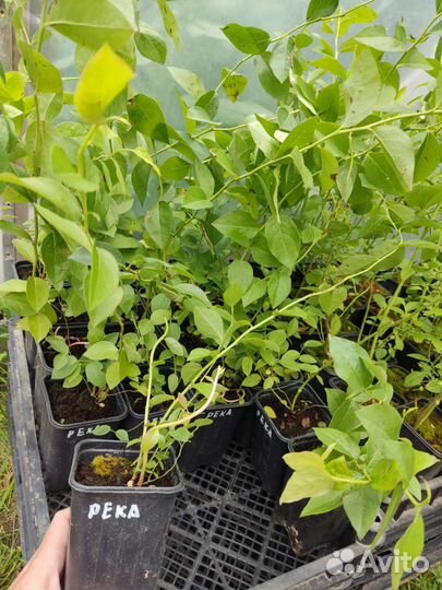 Саженцы Голубики