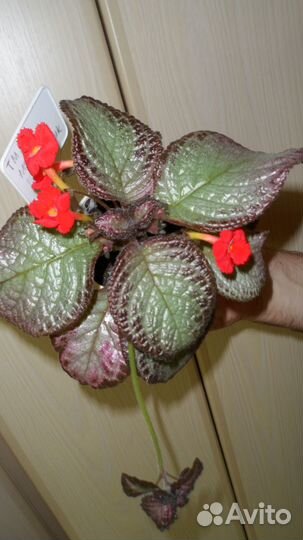 Эписции сортовые