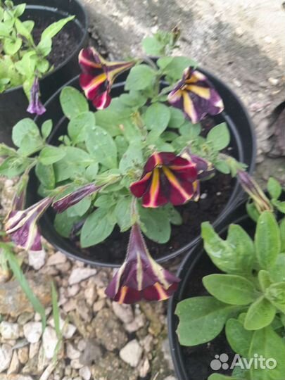 Петуния ампельная