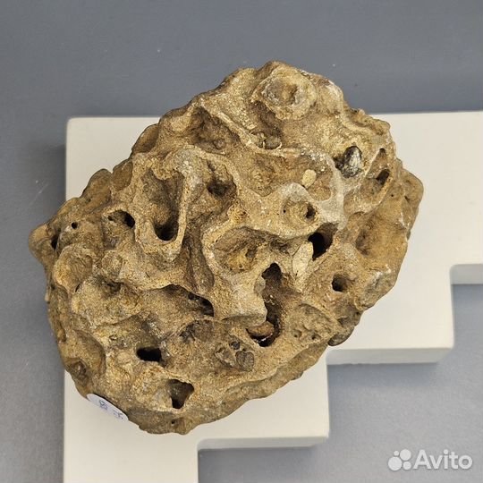 Окаменелая морская губка