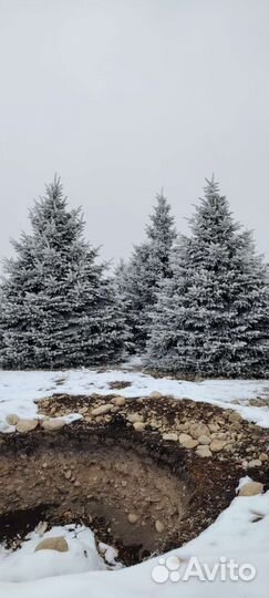 Голубые ели