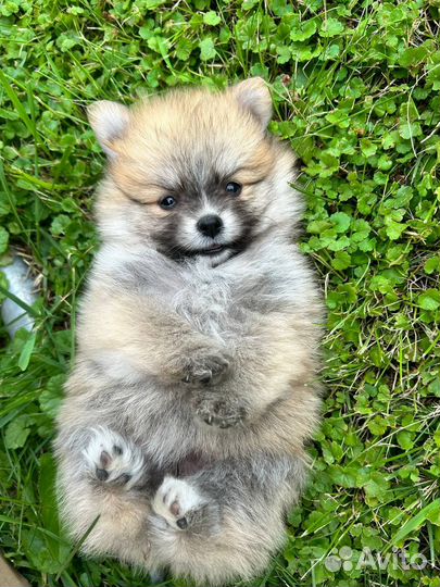 Щенки шпица
