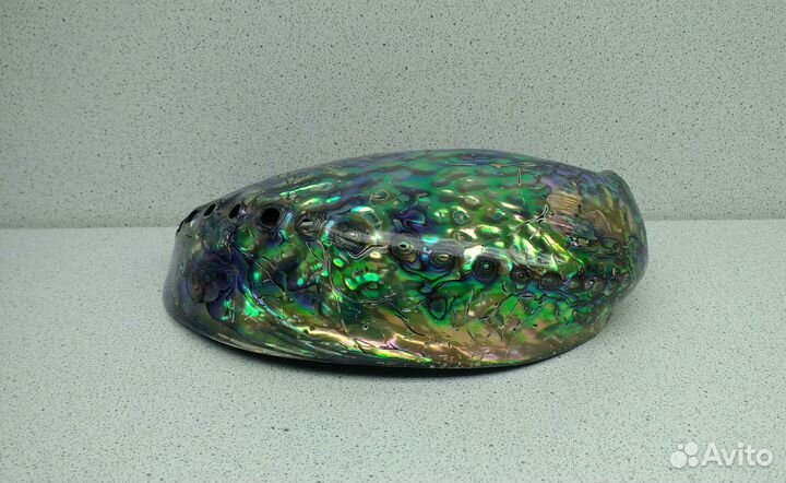 Халиотис Ирис 14,8 морская ракушка раковина