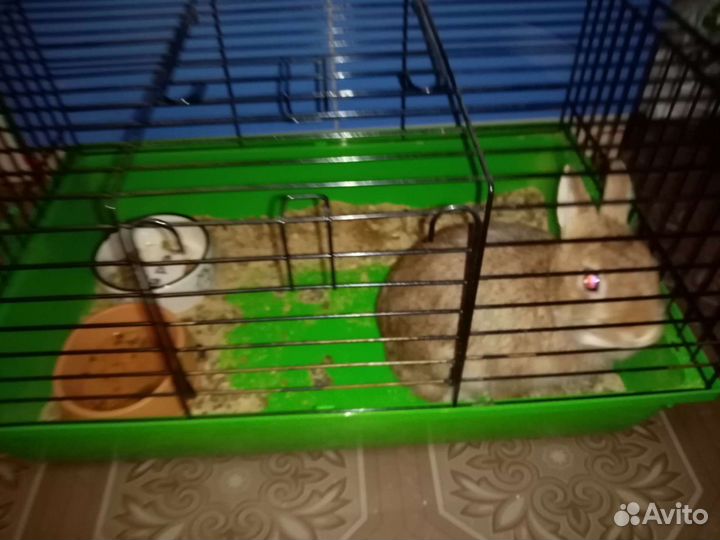 Декоративный кролик