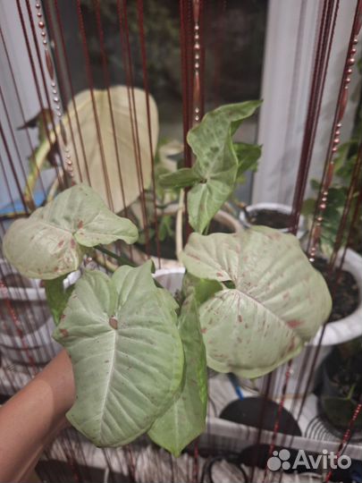 Сингониум конфетти Милк