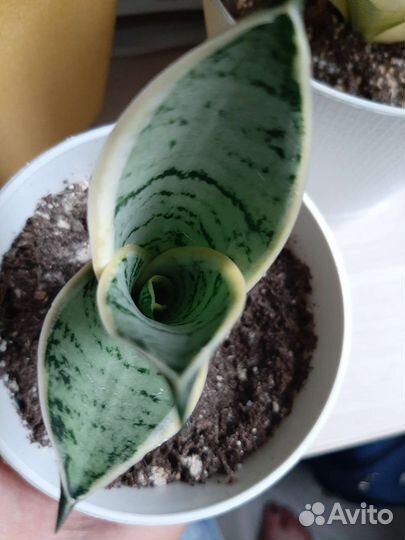 Сансевиерия ханни крем