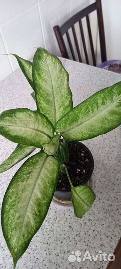 Диффенбахия камила