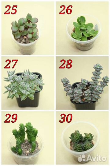Суккуленты (обновлено 08 августа)