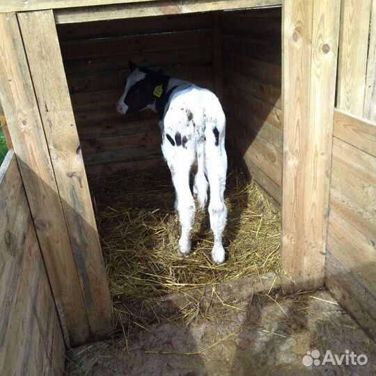 Продажа бычков телок