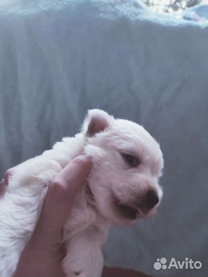 Вест Хайленд Уайт терьер