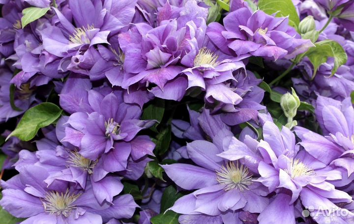 Клематисы и княжики