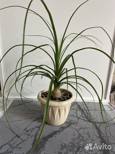 Бокарнея нолина