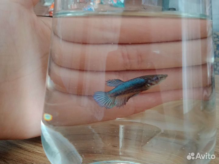 Рыба петушок самка