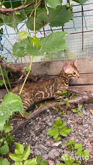 Маленькие котики