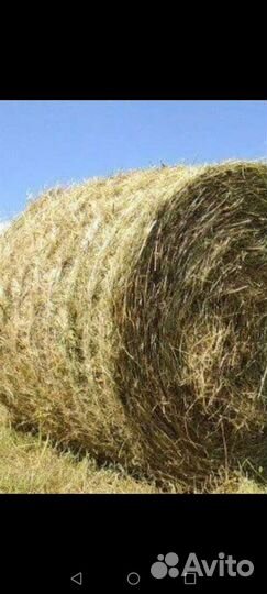 Солома и сено в круглых рулонах