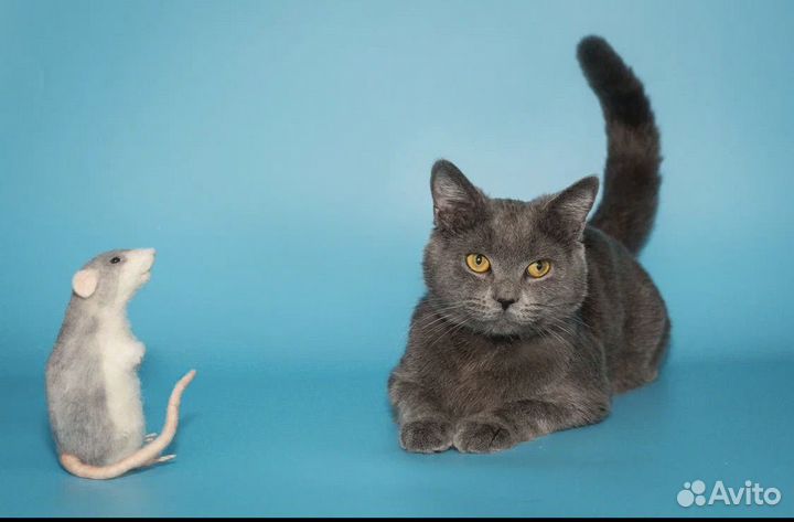 Молодой британец ищет дом