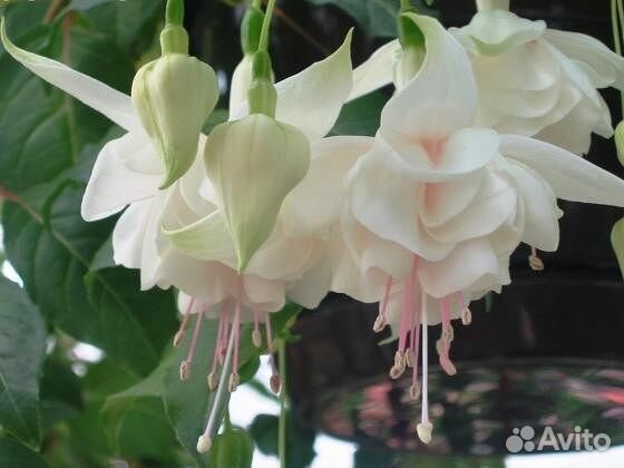 Сортовые фуксии, около 30 сортов