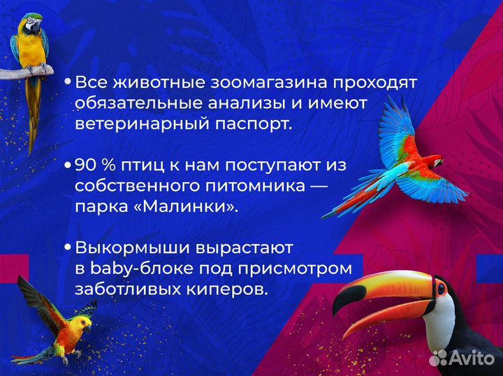 Попугай волнистый Зеленый самец