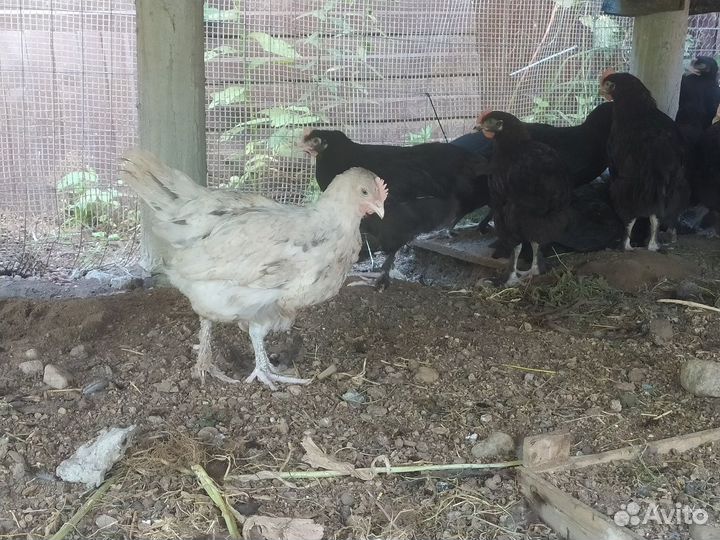 Петушки и куры молодки Маран и Ухейилюй