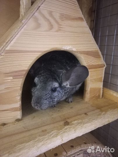 Семья шиншил
