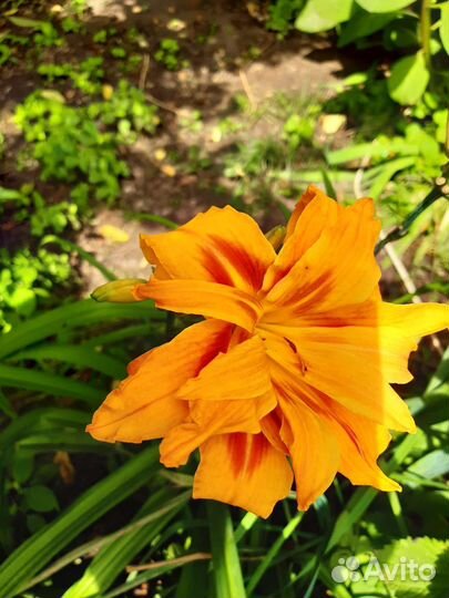 Ромашка, лилейник, флокс