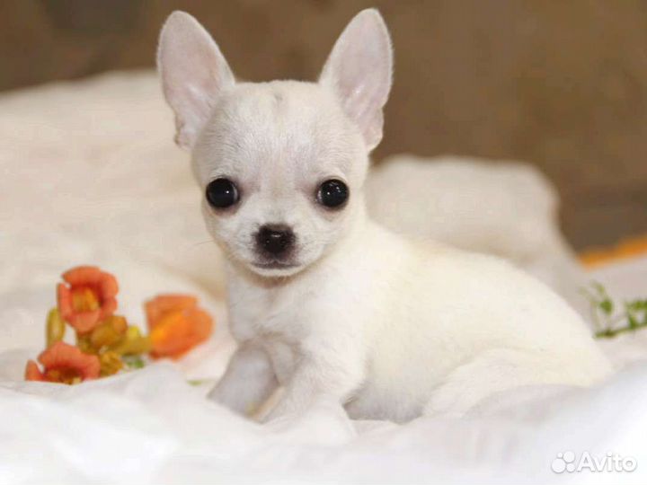 Щенок чихуахуа, девочка