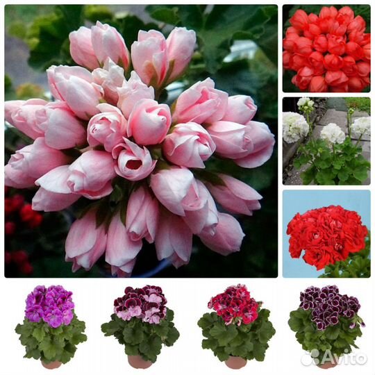 Комнатные цветы - в Тепличном хозяйстве