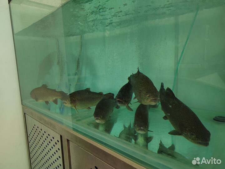 Аквариум с тумбой 500 литров