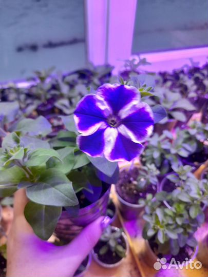 Петуния рассада