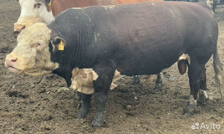 Бык на племя