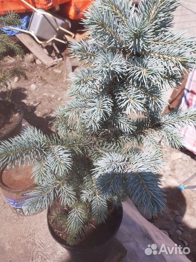 Голубая елочка