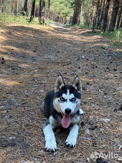 Сибирский хаски