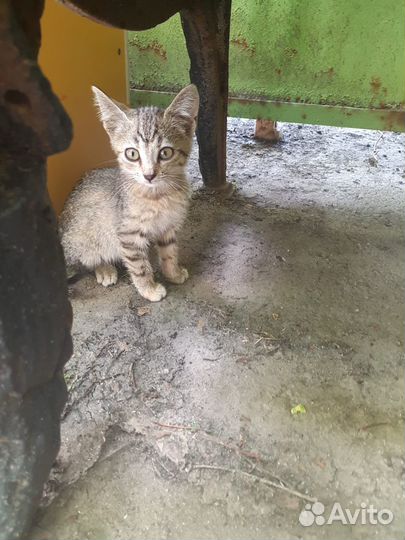 Отдам в добрые руки кошечку