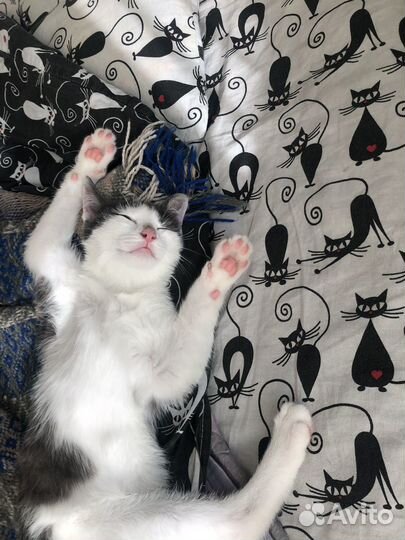 Котенок в добрые руки