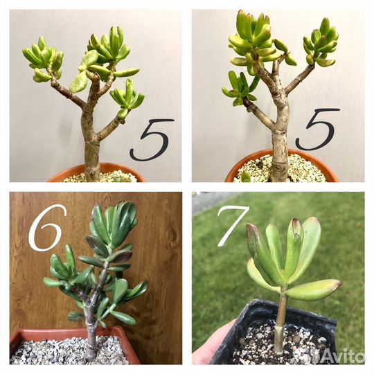 Сортовые крассулы вариегатная крассула толстянка