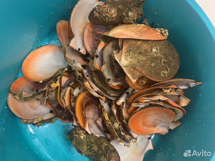 Ракушки морского гребешка 10*10