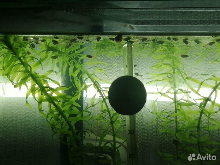 Гуппи, мальки гуппи, водоросли, акция