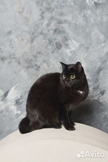 Кошки в добрые руки