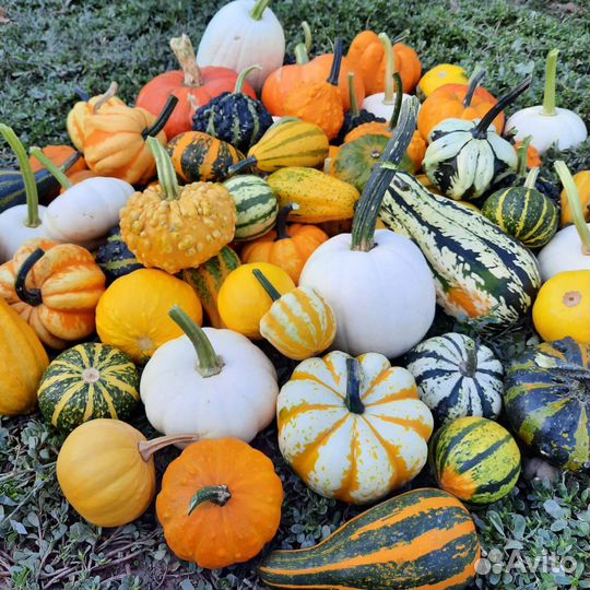 Декоративная тыква-малютка Хеллоуин