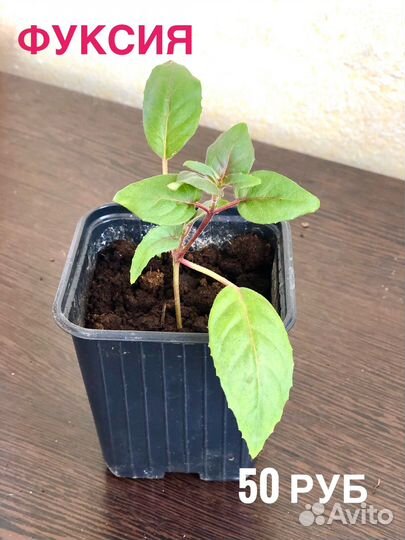 Комнатные растения